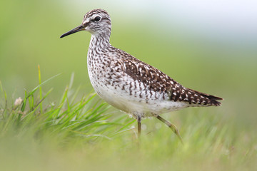 Single Wood sandpiper bird on grassy wetlands during a spring nesting period