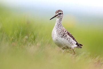 Single Wood sandpiper bird on grassy wetlands during a spring nesting period
