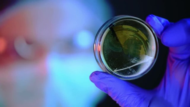 Female scientist analyzing growing bacterial cultures in petri dish in laboratory, science and microbiology background