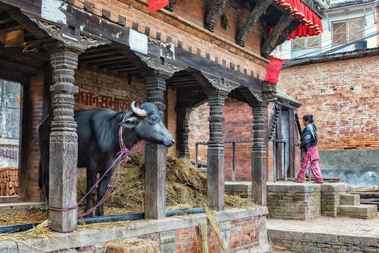 Hindu Temple with Buffalo, Bhaktapur, Nepal