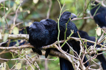 groove-billed ani  - Crotophaga sulcirostris