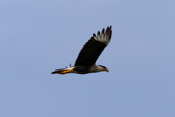Northern crested caracara - caracara cheriway