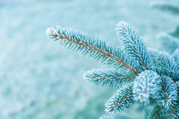 Blue Christmas tree frosted with the first frost. Selected focus.