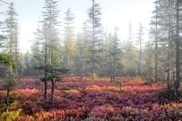 Naklejka premium Bayerischer Wald, Nationalpark