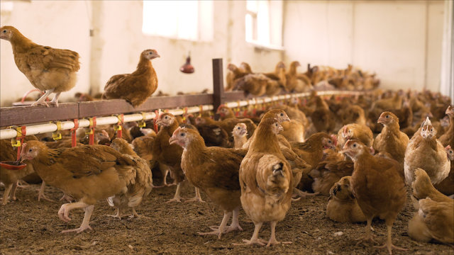 Chicken On The Farm. Chicken In The Henhouse. Little Red Chicken On The Farm