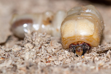 Round Headed Borer Larva