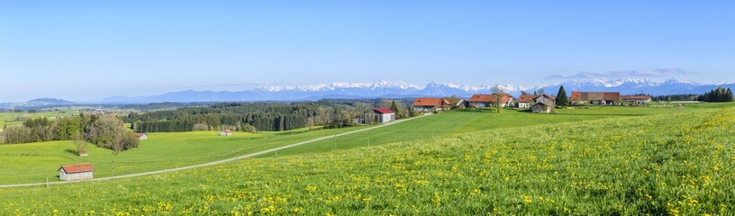 blühende Löwenzahnwiesen im bayrischen Alpenvorland