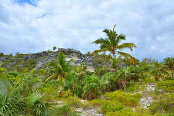 Fototapeta na wymiar Wild nature on Eleuthera island, Bahamas