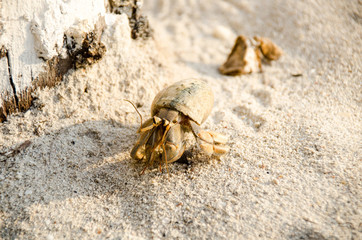 Hermit crab with out shell(lat. Paguroidea) Hermit crab (lat. Paguroidea) runs on the sand with direct sunrise at the lipe. Thailand