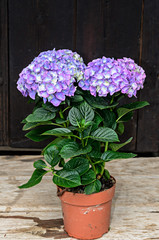 Violet, mauve Hydrangea flowers in a vase, hortensia petals close up, ornamental plant vintage background