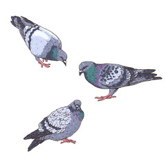 Set of hand-drawn vector pigeons. Urban birds