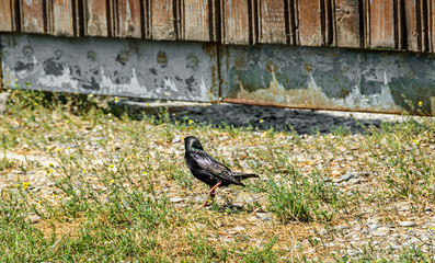 Common blackbird (Turdus merula) with orange beak in green grass, close up