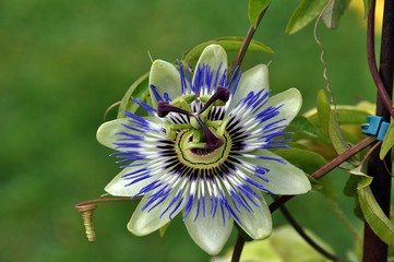 Passionsblume