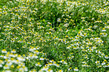 White daisy field flowers, margaret wild meadow, close up