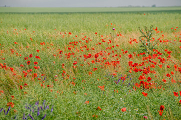 Red wild flowers of Papaver rhoeas (corn poppy, corn rose, field poppy), green wild field, country side