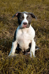 Pitbull Americanbully Welpe