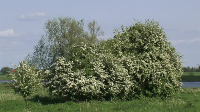 Crataegus or hawthorn blooming in the river forelands of the river Rhine. LOWER RHINE, THE NETHERLANDS.