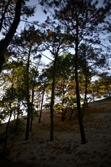 Dune du pyla
