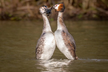 Dancing Great Crested Grebes, courtship & mating ritual 