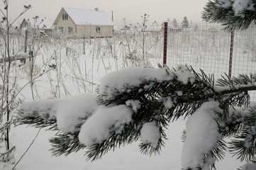 Ветка сосны в снегу  © Natali Arkhangelsk