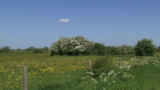 Old agricultural landscape, buttercups blooming in pasture, hawthorn hedgerows and cow parsley. IJSSEL river landscape, The Netherlands