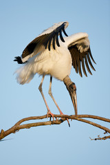 Wood Stork © Paul