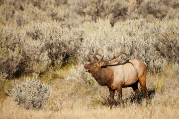 Bull Elk