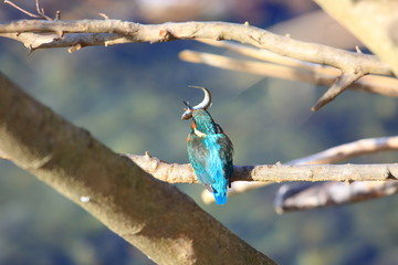Common kingfisher or River kingfisher(Alcedo atthis) in Japan