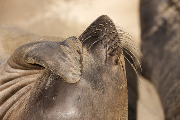 Elephant Seal