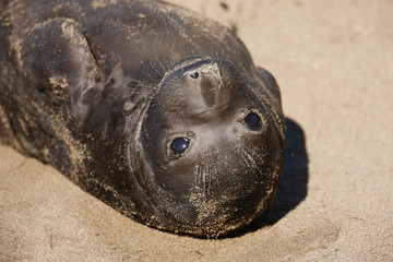 Elephant Seal Pup