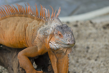 The lizard sits and looks