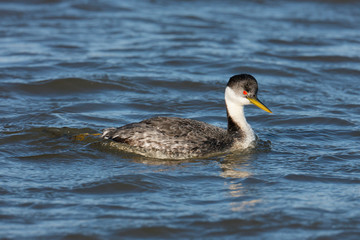 Western Grebe