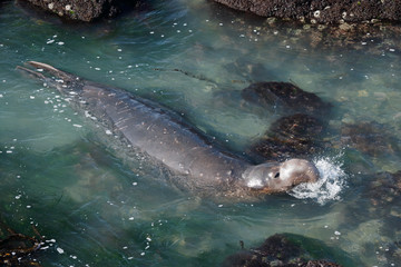 Obraz premium Elephant Seal