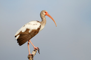 Ibis