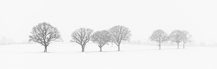 Photo sur Plexiglas Hiver Tree Line In The Snow