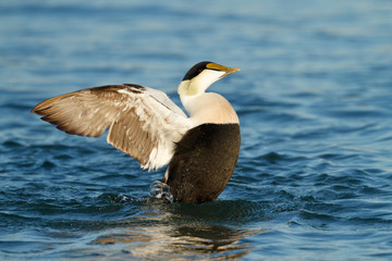Eider Duck