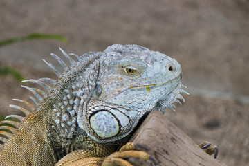 The lizard sits and looks