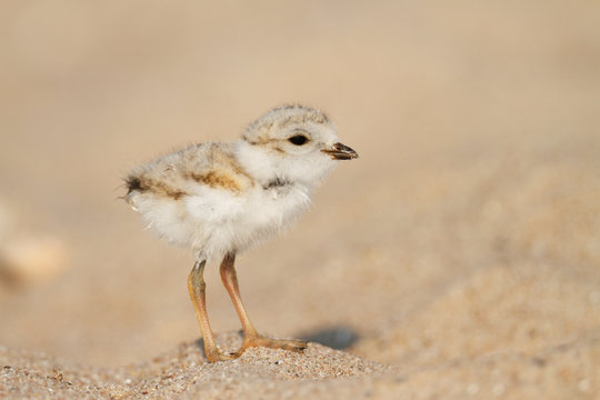 Piping Plover Chick