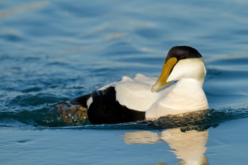 Fototapeta premium Eider Duck