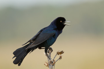 Boat-tailed Grackle