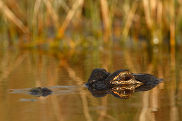 American Alligator