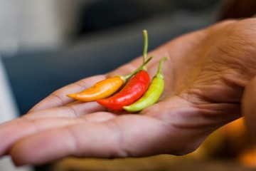 A man holds freshly picked hot peppers from a home garden.Defocus in the background.