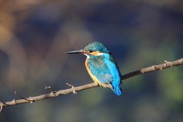 Common kingfisher or River kingfisher(Alcedo atthis) in Japan