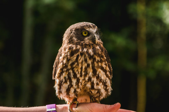 Closeup of a brown owl against a forest background.