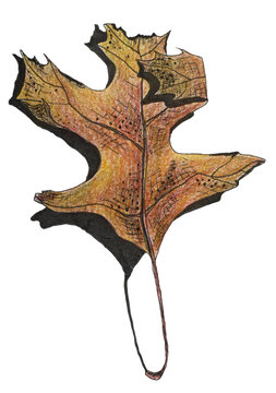 Hand drawn illustration of an autumn leaf. Ink and pencil sketch. 