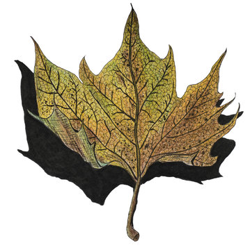 Hand drawn illustration of an autumn leaf. Ink and pencil sketch. 