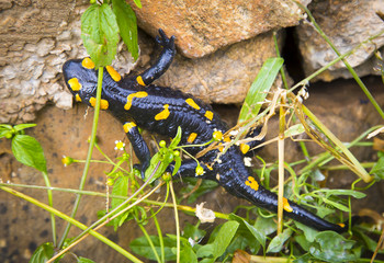 Salamander lizard in wild