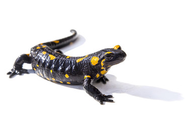Fototapeta premium Jaszczurka salamandra na białym tle