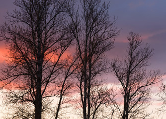 Obraz na płótnie Canvas Silhouettes of trees on a sunset background.
