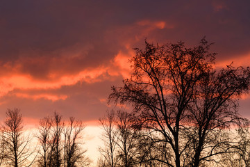 Silhouettes of trees on a sunset background.